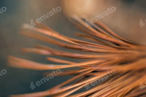 Preview: Macro shot of a brown plant on a blurred background