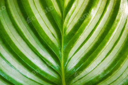 Preview: Close Up Of Leaf With Stripes Of An Exotic 'Calathea Orbifolia Prayer Plant' Houseplant