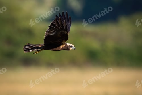 Preview: Western marsh harrier flying over the field in summer