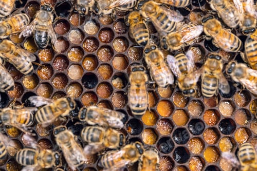 Preview: Close up shot of bees in a bee hive