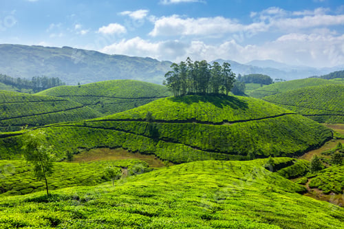 Preview: Tea plantations