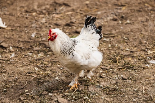Preview: Free Range Chicken Farm