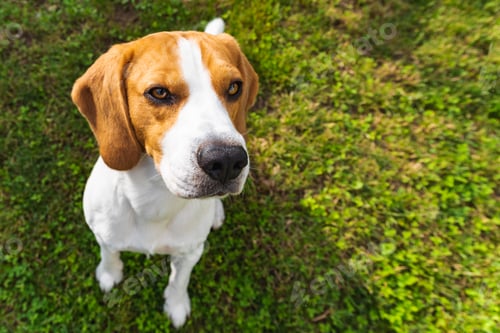 Preview: Cute beagle dog in park on green grass