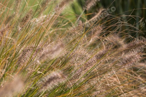 Preview: Natural autumn background. Abstract background of dried ornamental herbs