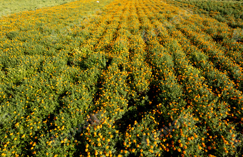 Preview: Aerial view of a marigold field, India.