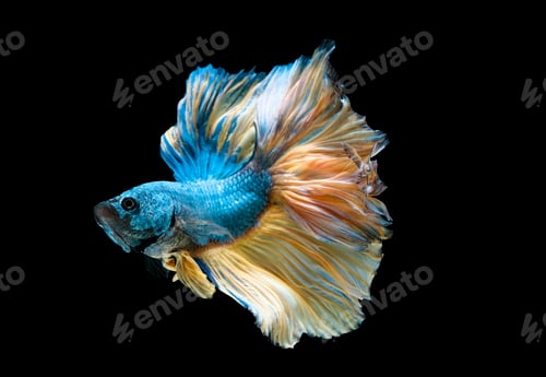 Preview: Colorful with main color of blue and yellow betta fish, Siamese fighting fish