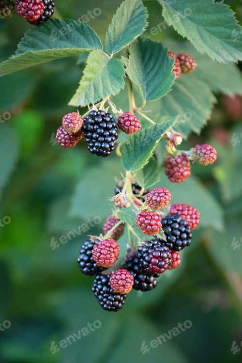 Preview: Blackberry Branch with Berries in the Garden