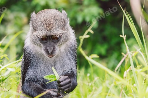 Preview: Sykes' monkey