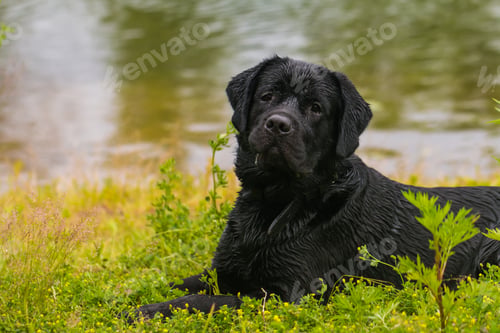 Preview: Black labrador retriever dog