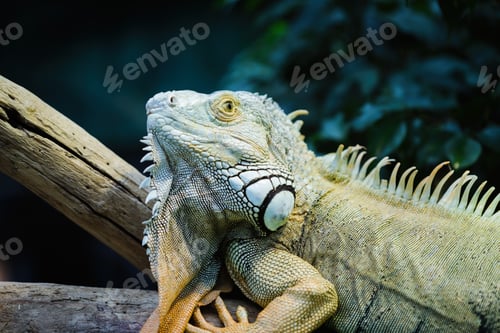 Preview: Green iguana standing on a branch