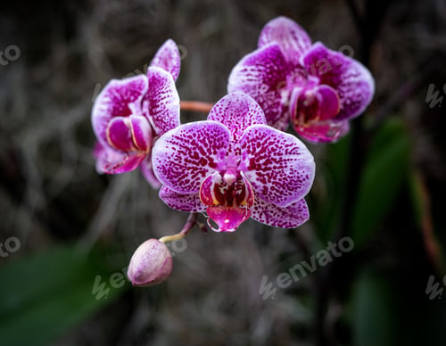 Preview: Purple Orchids in Bloom