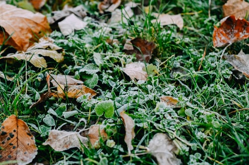 Preview: Morning leaves in hoar