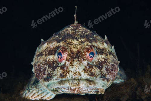 Preview: Un ugly fellow from Oslo fjord