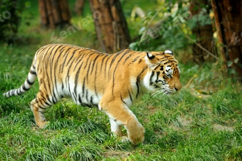 Preview: Tiger