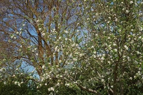 Preview: Roxbury Russet Apple Tree (Malus X Roxbury Russet). America'S Oldest Apple Variety.