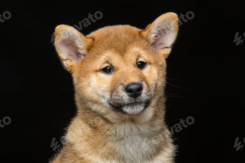 Preview: Beautiful shiba inu puppy