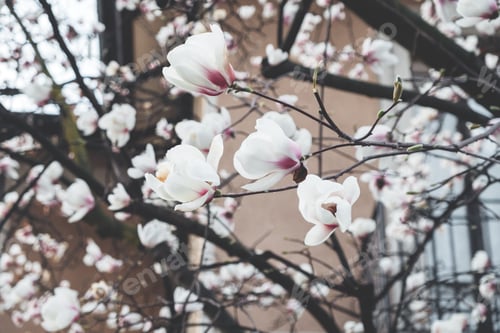 Preview: Beautiful pink fresh magnolia flowers in full bloom.