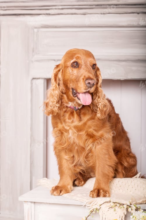 Preview: Happy English Cocker Spaniel dog portrait with flowers