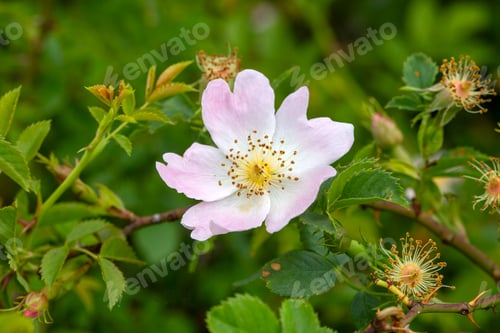Preview: Wild Rose (Rosa canina) with open petals in spring