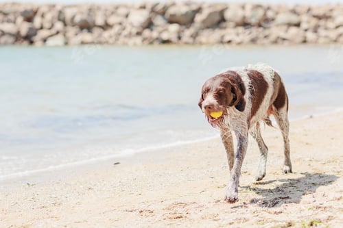 Preview: Wet dog on the beach by the sea holding yellow tennis ball in his teeth