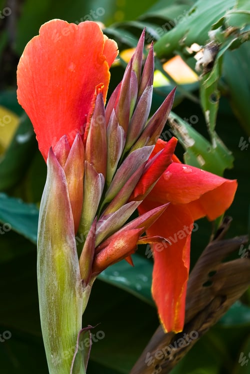 Preview: Blooming Red Canna Lily Against Green Foliage