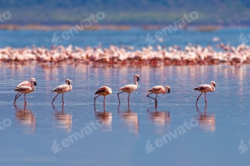 Preview: Flamingos