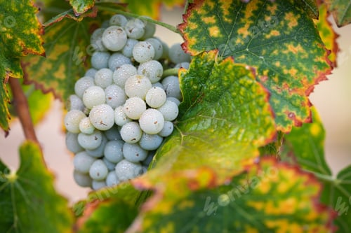 Preview: Vineyard with Lush, Ripe Wine Grapes on the Vine Ready for Harvest