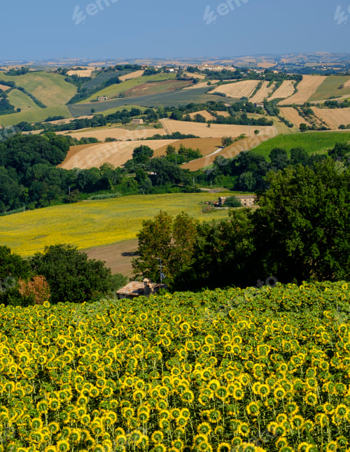 Preview: Summer landscape in Marches near Fossombrone