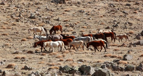 Preview: Wild Horses