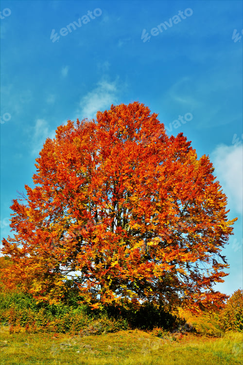 Preview: Vertical shot of a beautiful autumnal tree on a hill under the clouds in the blue sky