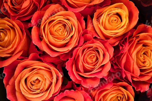 Preview: Background of orange roses