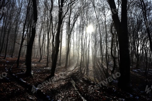 Preview: Fog in the forest. Misty morning in the forest