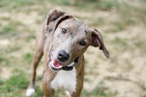Preview: Portrait of a young Louisiana Catahoula Leopard mixed breed dog with his head tilted to the side