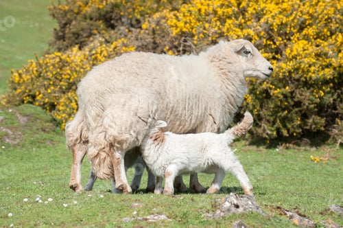 Preview: lambs suckling
