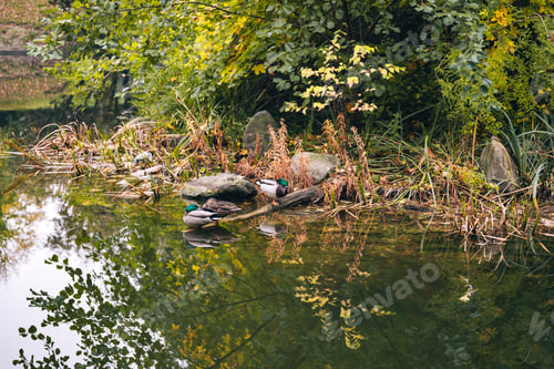 Preview: Mallards ducks in a nature park