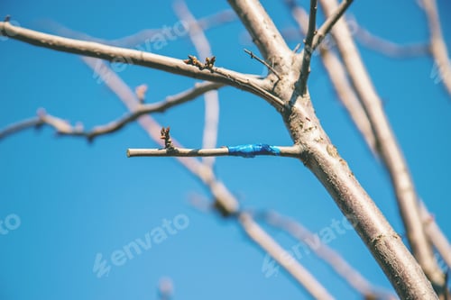 Preview: nature