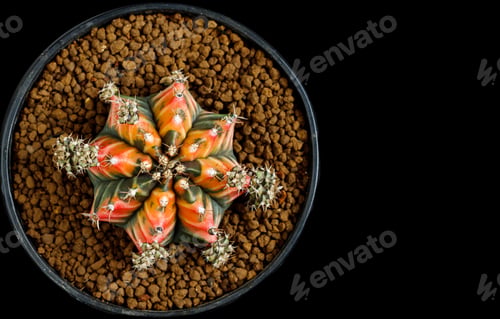 Preview: Beautiful Colourful cactus Gymnocalycium mihanovichii