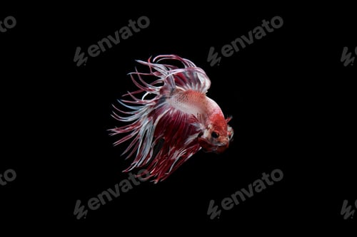 Preview: Beautiful colorful of siamese betta fish
