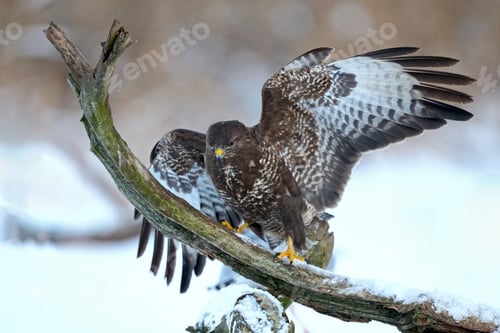 Preview: Common buzzard (Buteo buteo)