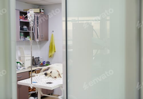 Resting Dog Getting IV Drip in Clinic