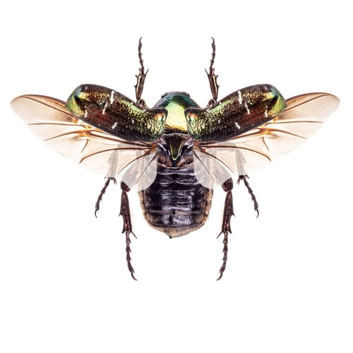 Preview: Rose chafer