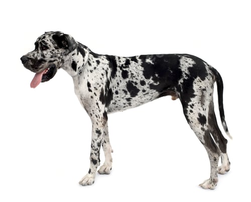 Preview: Great Dane HARLEQUIN