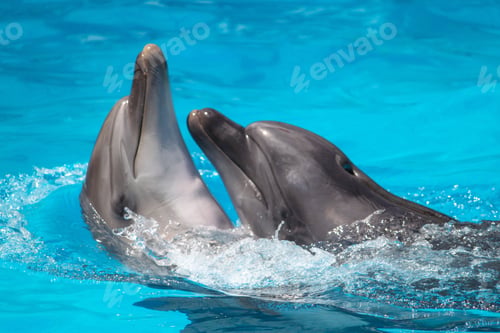 Preview: Cute couple of dolphins kissing in pool . Romantic scene, animals in ocean playing together
