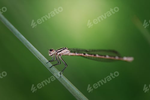 Preview: blue dragonfly sits on a grass on a meadow