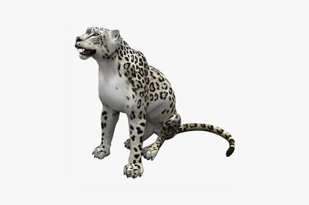 Schneeleopard in hockender Pose mit offenem Mund