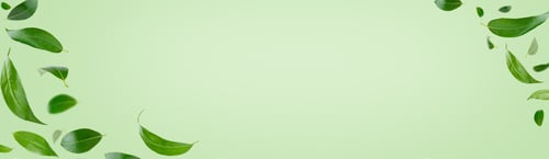Preview: Banner with frame of green flying leaves. Copy space