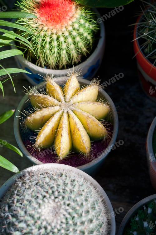 Preview: colorful cacti cactus plants