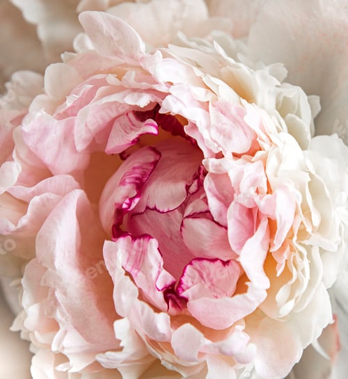 Soft Pink and White Peony Flower Bloom