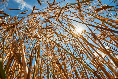 Preview: Rye ears close up. Rye field in a summer day. Harvest concept