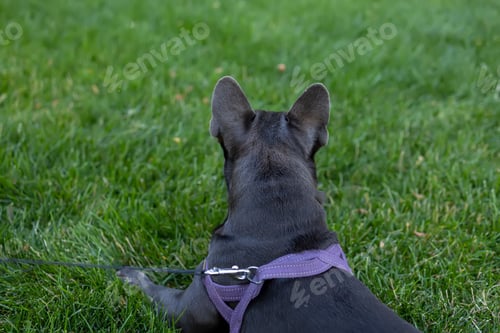 Preview: french bulldog lies backwards and looks into the park